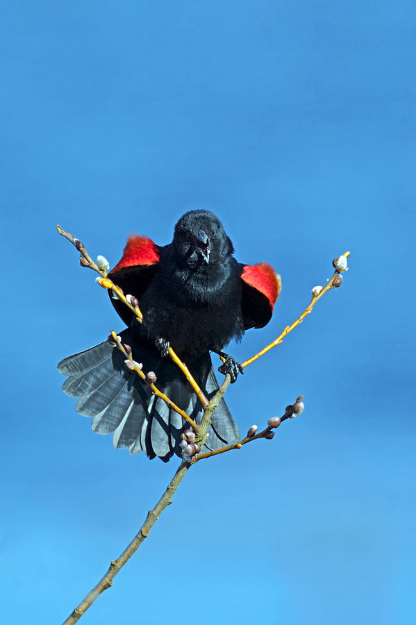 Blackbird Photograph - Red-winged Blackbird by Randall Ingalls