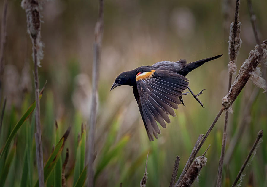 Red Winged Blackbird Photograph by Randy Hall