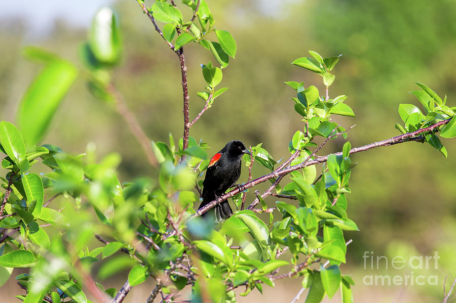 Red-Winged Blackbird Photograph by Rene Triay FineArt Photos