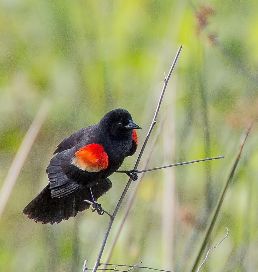 Red-Winged Blackbird Photograph by Richard Goldman