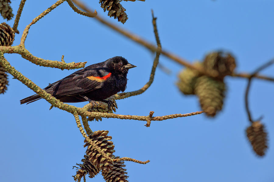 Bird Photograph - Red-Winged Blackbird  by Rick Berk