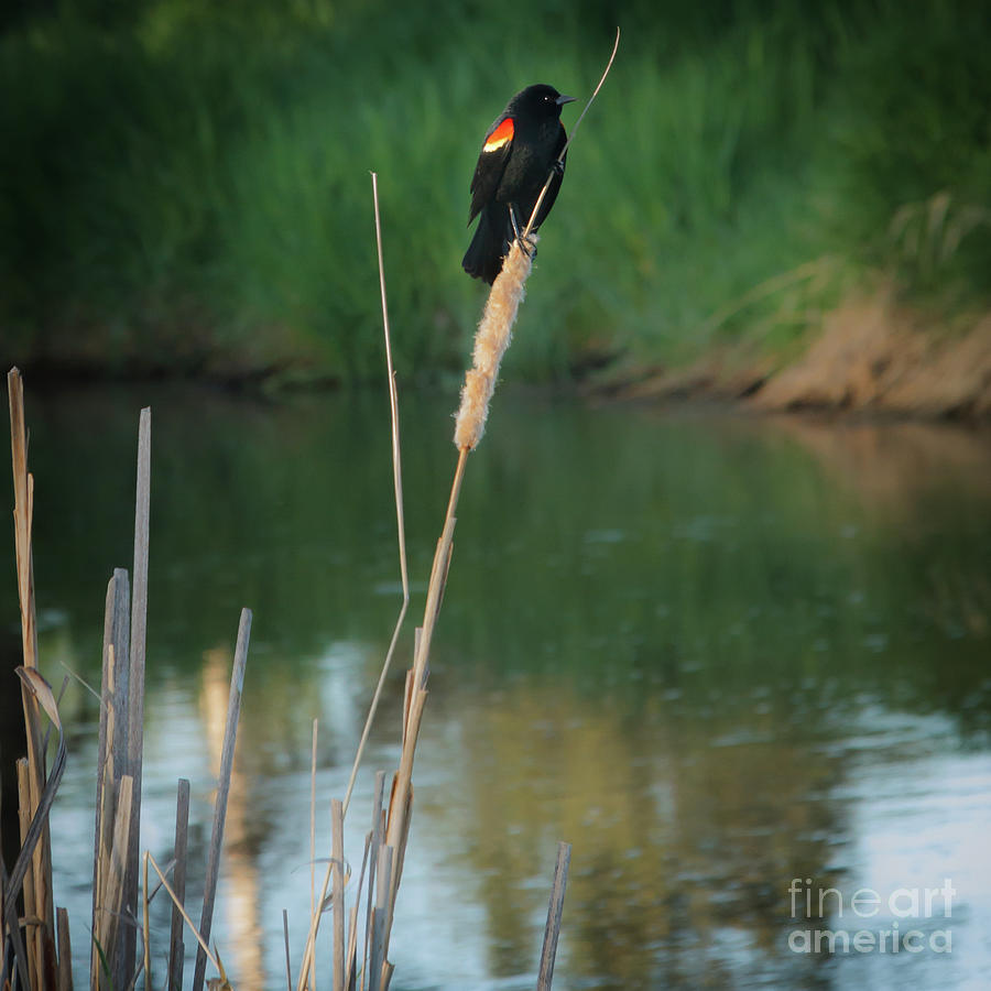 Nature Photograph - Red Winged Blackbird  by Robert Bales