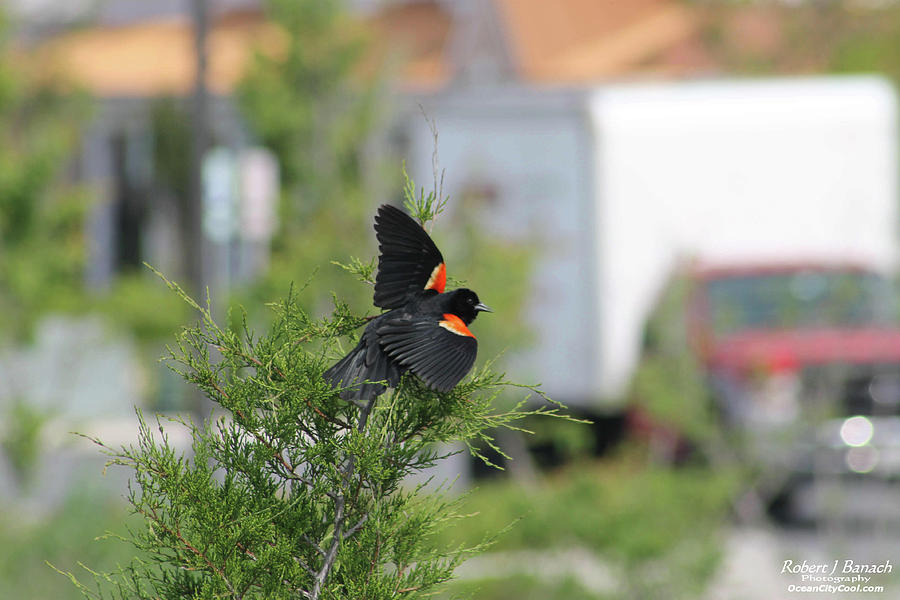 Red-Winged Blackbird Photograph by Robert Banach