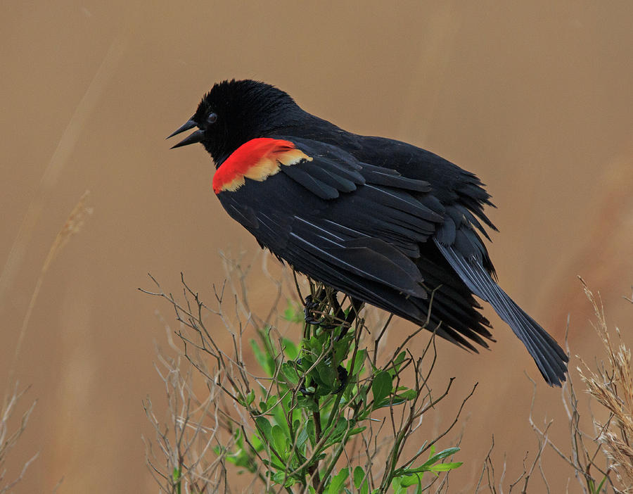 Red Winged Blackbird Photograph by Robert Pilkington