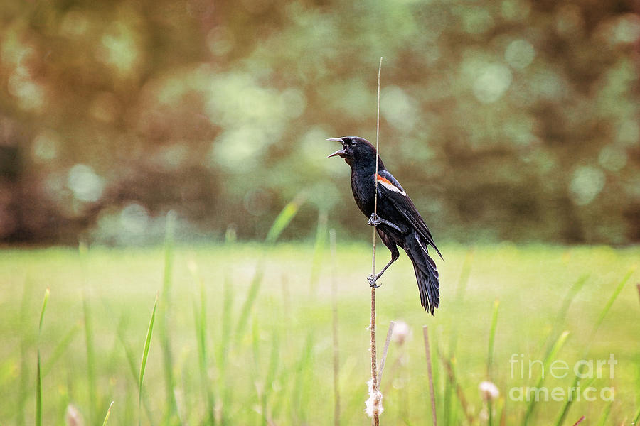 Red Winged Blackbird Photograph by Sharon McConnell