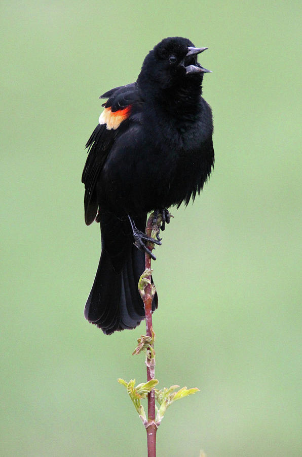 Red Winged Blackbird Sing Photograph by Brook Burling