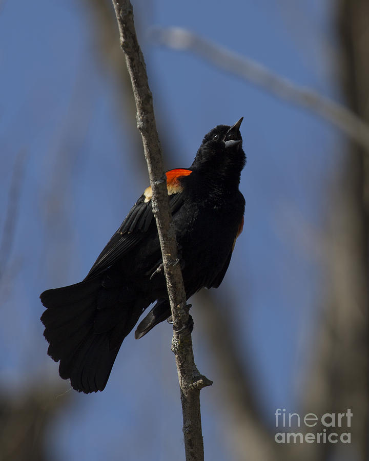 Red-winged Blackbird Singing For Me Photograph