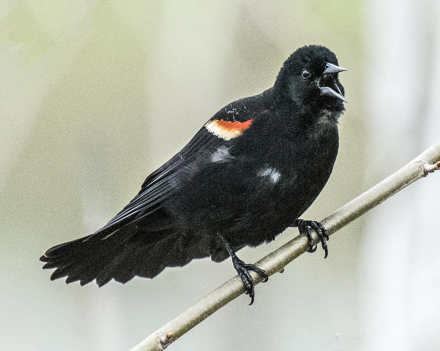 Red-winged Blackbird Singing Photograph by William Bitman