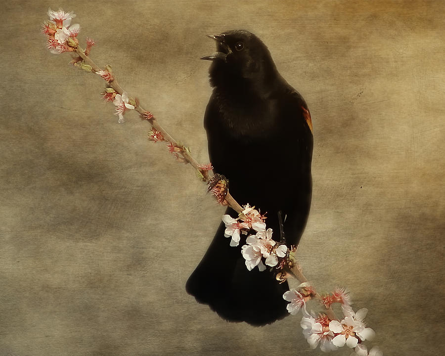 Red Winged Blackbird Song Photograph by TnBackroadsPhotos 