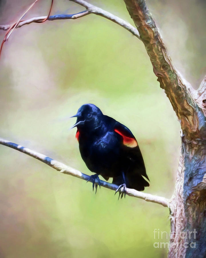 Red-Winged Blackbird Squawk Photograph by Kerri Farley