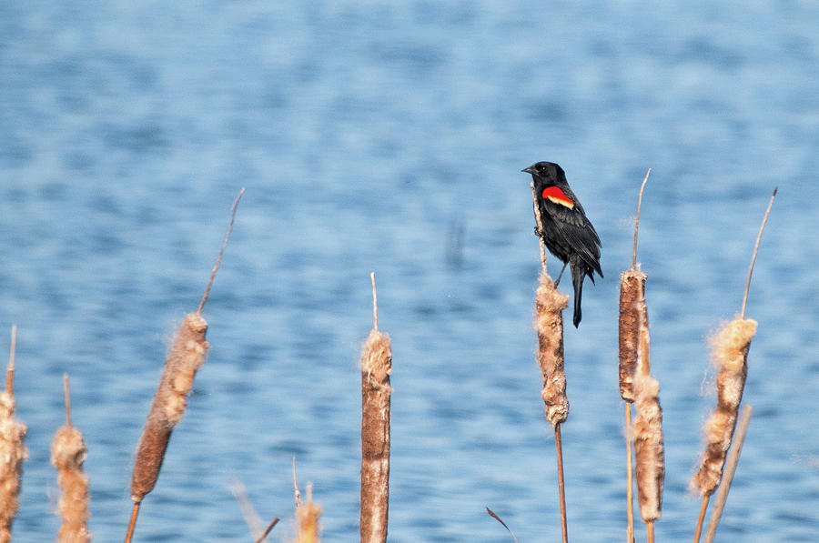 Red-winged Blackbird Photograph by Steve Stuller