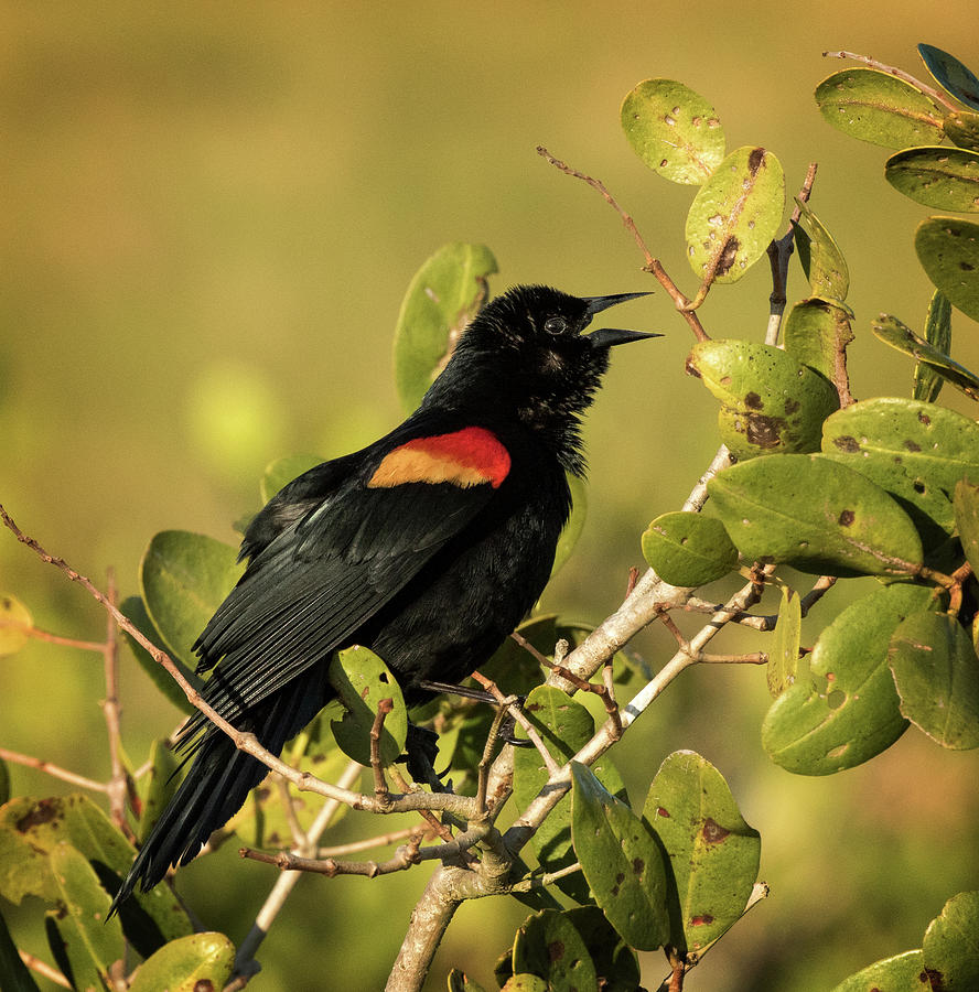 Red Winged Blackbird Photograph by Steven Upton
