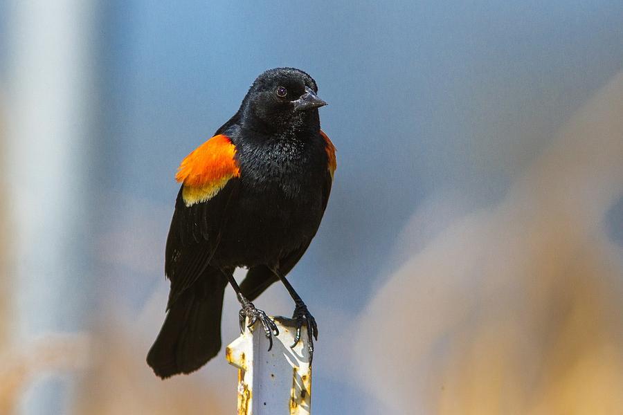 Wildlife Digital Art - Red-winged blackbird by Super Lovely