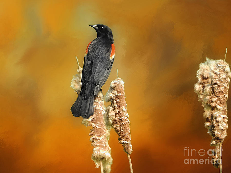 Red Winged Blackbird Digital Art by Suzanne Handel