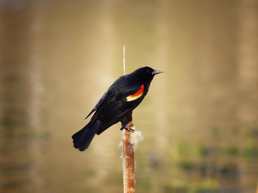 Red-winged Cattail Photograph by MTBobbins Photography