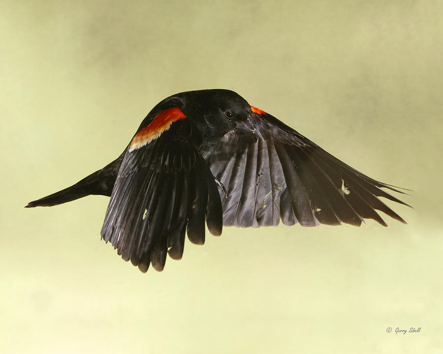 Red-winged Dracula  Photograph by Gerry Sibell