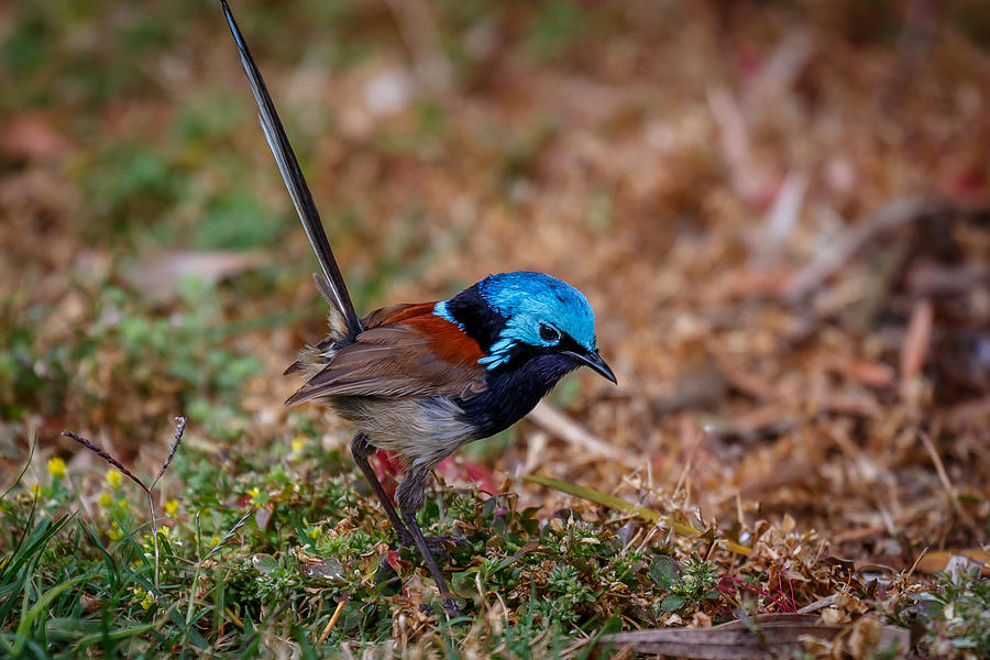 Red Winged Fairy Wren Photograph by Robert Caddy