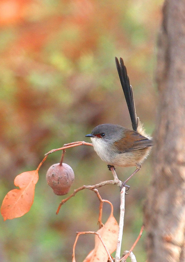 Red-winged Fairy wren Photograph by Tony Brown