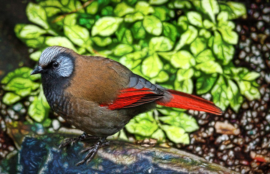 Red Winged Laughing Thrush Photograph by Cameron Wood