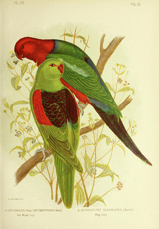 Red Winged Lory and King Lory Drawing by Gracius Broinowski