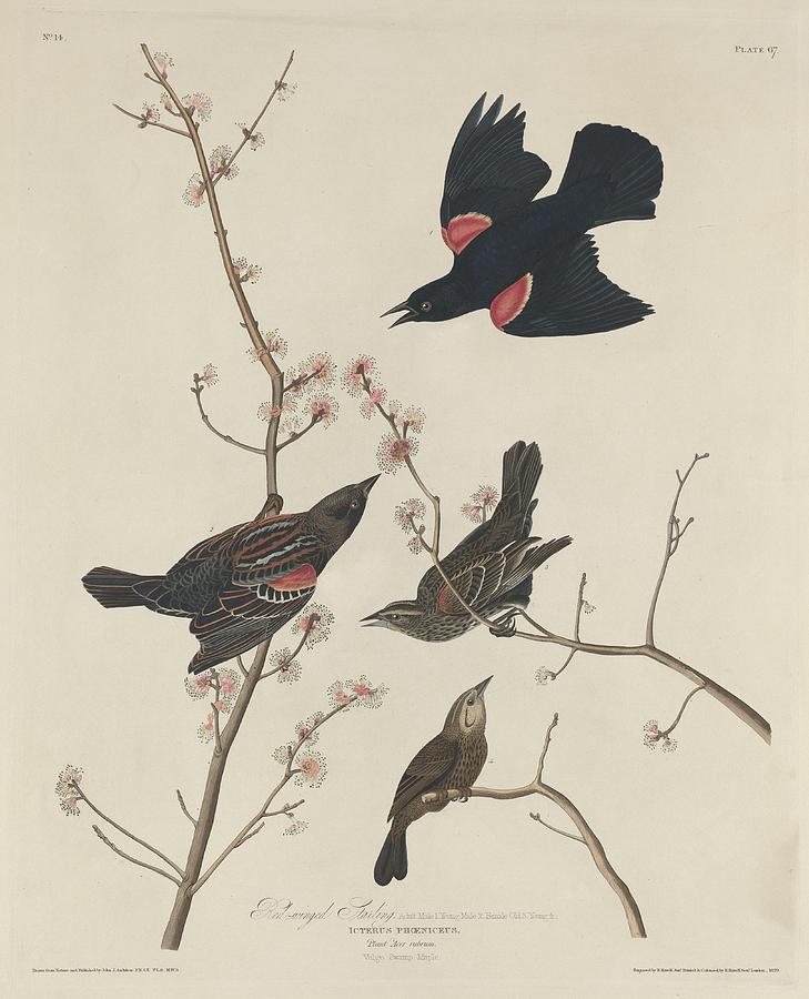 John James Audubon Drawing - Red-Winged Starling by Dreyer Wildlife Print Collections 