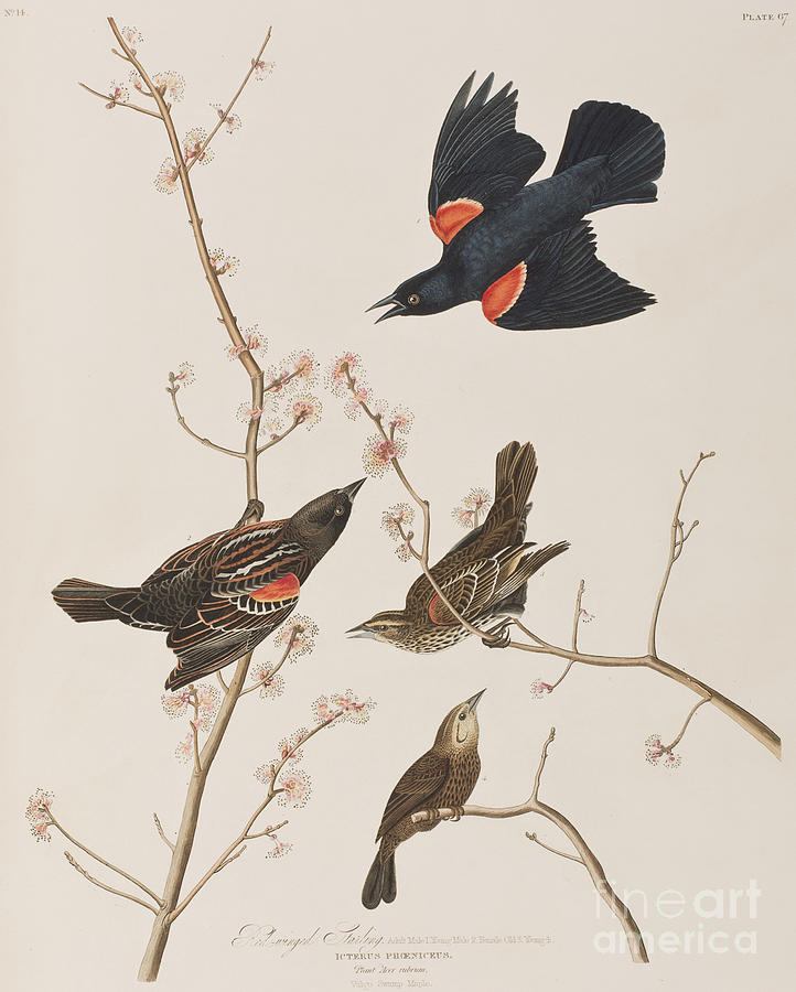 Red winged Starling or Marsh Blackbird Painting by John James Audubon
