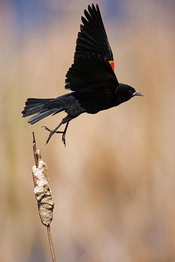 Nature Photograph - Red-Winged Takeoff by Randall Ingalls