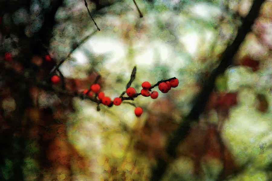Red Winter Berries Impression 7550 IDP_2 Photograph by Steven Ward