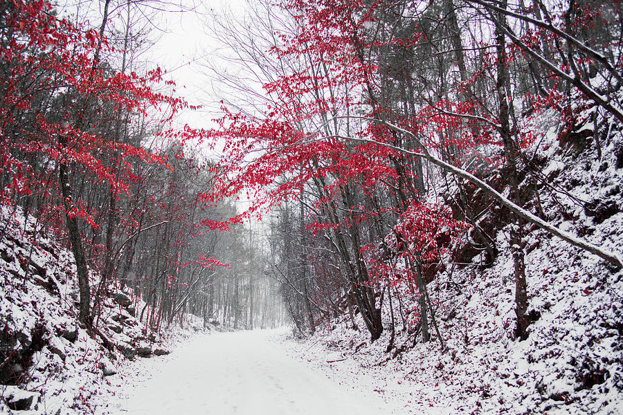 Red Winter Path Photograph by Parker Cunningham