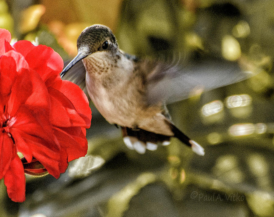 Red With Hummingbird.... Photograph by Paul Vitko