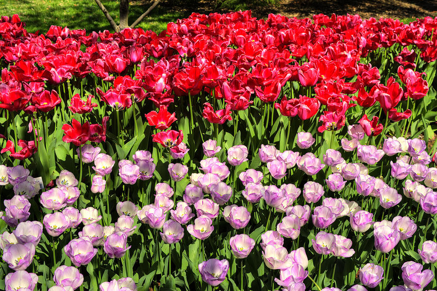 Red with Purple tulips Photograph by FineArtRoyal Joshua Mimbs