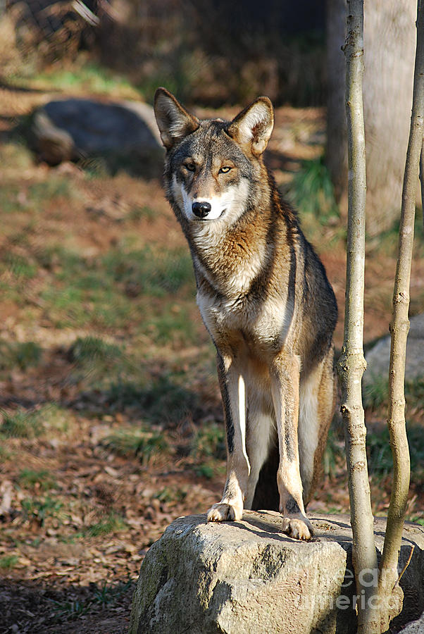 Red Wolf 20131216_42 Photograph by Tina Hopkins