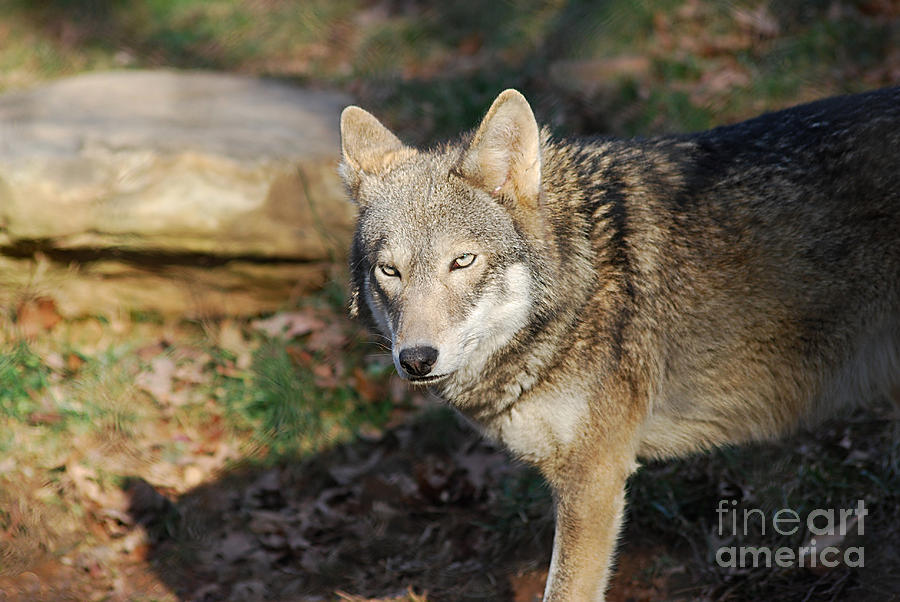 Red Wolf 20131216_43 Photograph by Tina Hopkins