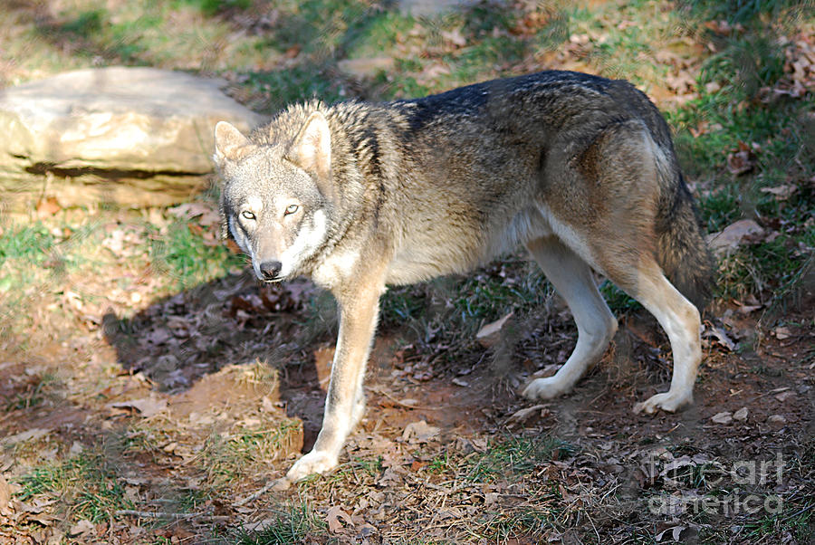 Red Wolf 20131216_44 Photograph by Tina Hopkins
