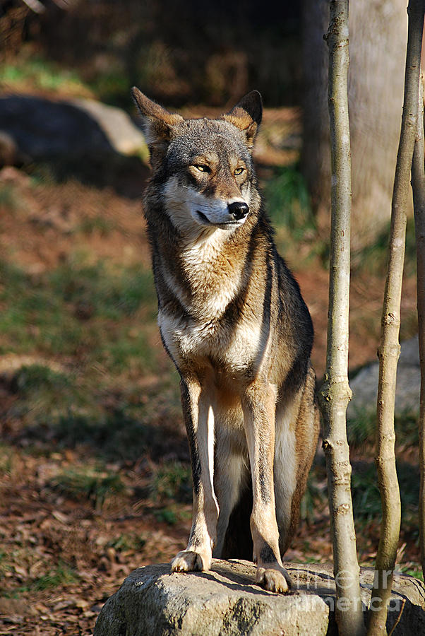 Red Wolf 20131216_49 Photograph by Tina Hopkins