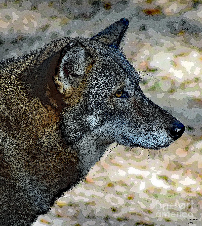 Red Wolf Photograph by DB Hayes