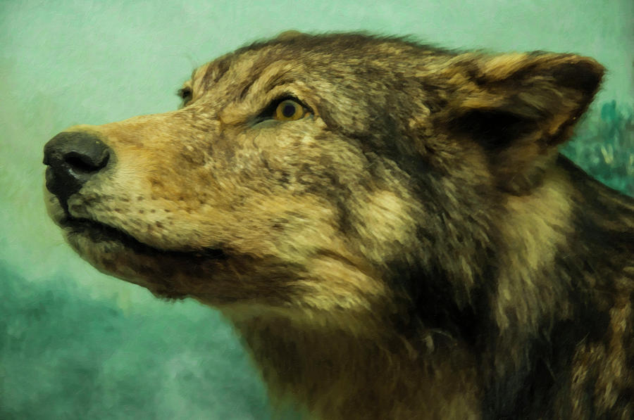 Animal Digital Art - Red Wolf Digital Art by Flees Photos