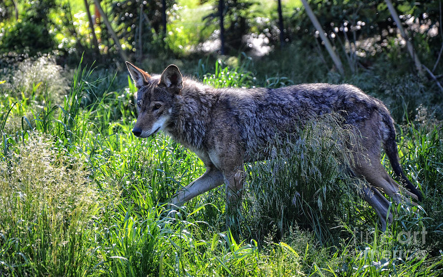 Red Wolf Photograph