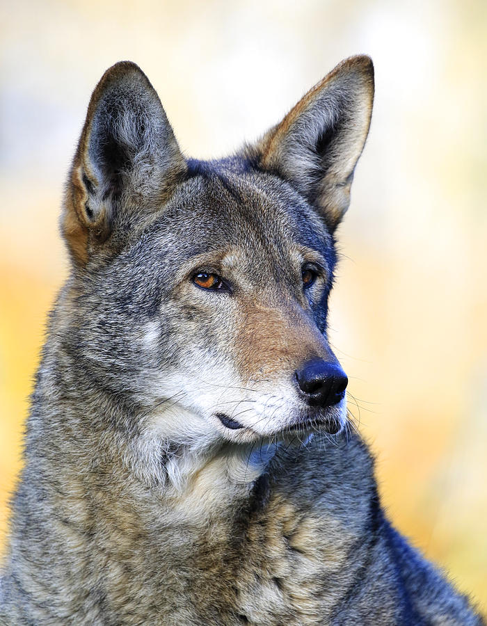 Red Wolf Glare Photograph by Steve McKinzie