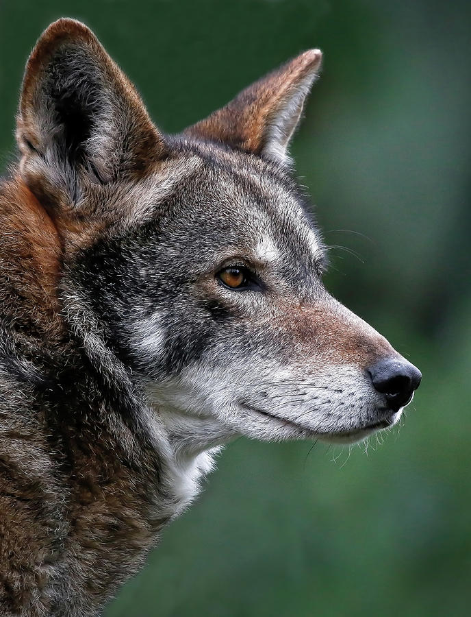 Red Wolf Profile Photograph by Athena Mckinzie Fine Art America