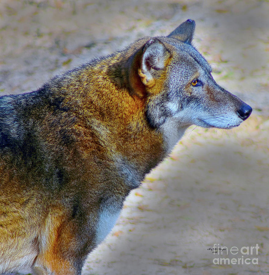 Red Wolf Standing Photograph by DB Hayes