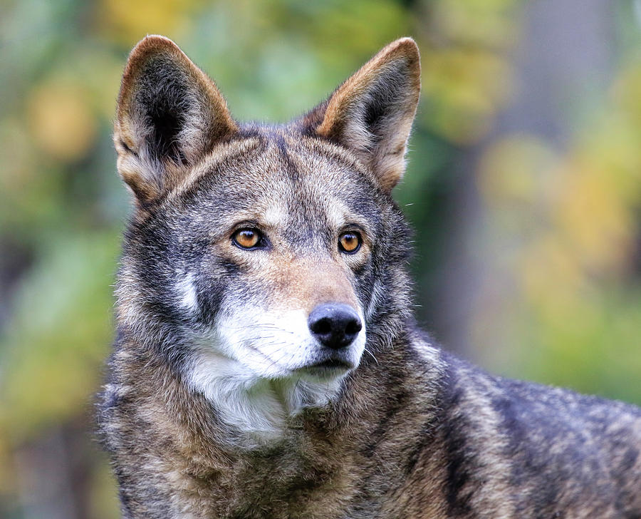 Red Wolf up Close Photograph by Steve McKinzie