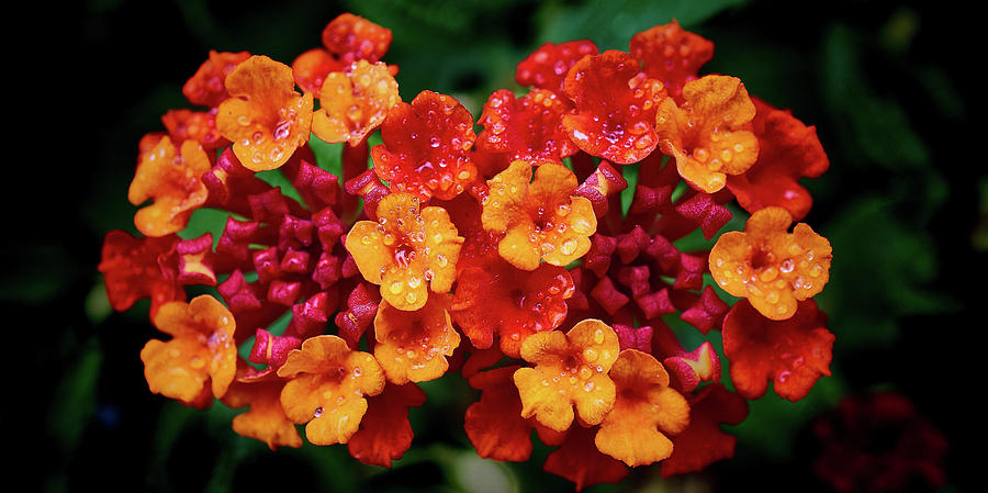 Red, Yellow and Orange Spanish Flag Lantana Photograph by Kenneth Roberts