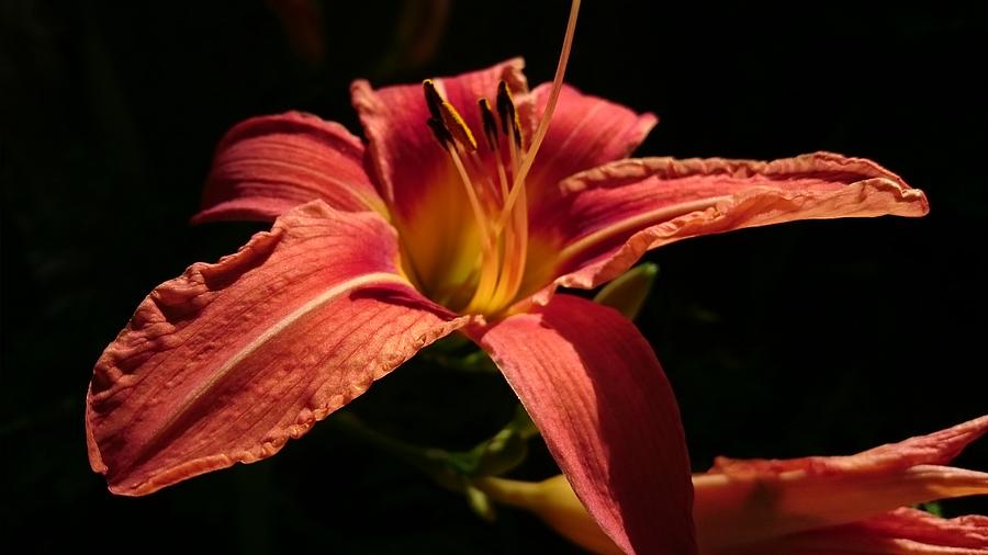 Red yellow daylily 1 Photograph by Birgit Quester - Fine Art America