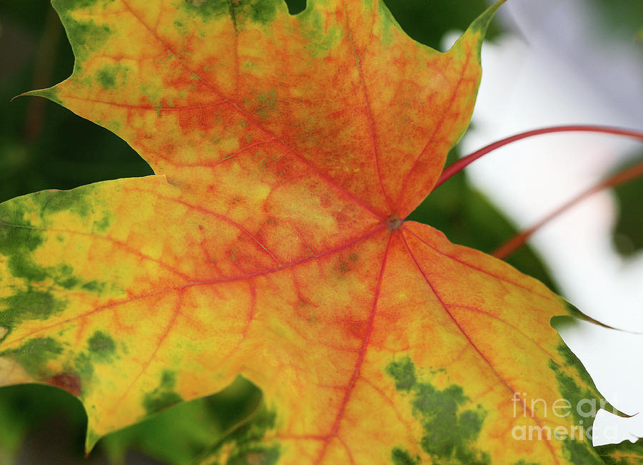 Red Yellow Green Leaf Photograph by Karen Adams