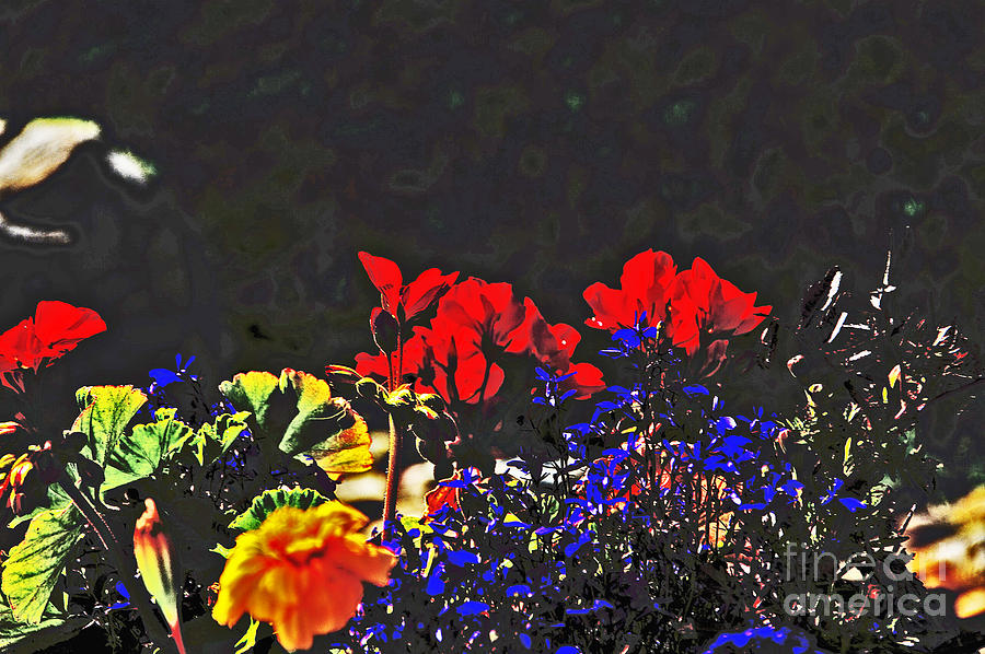 Red, Yellow, Orange, Indigo flowers Photograph by David Frederick