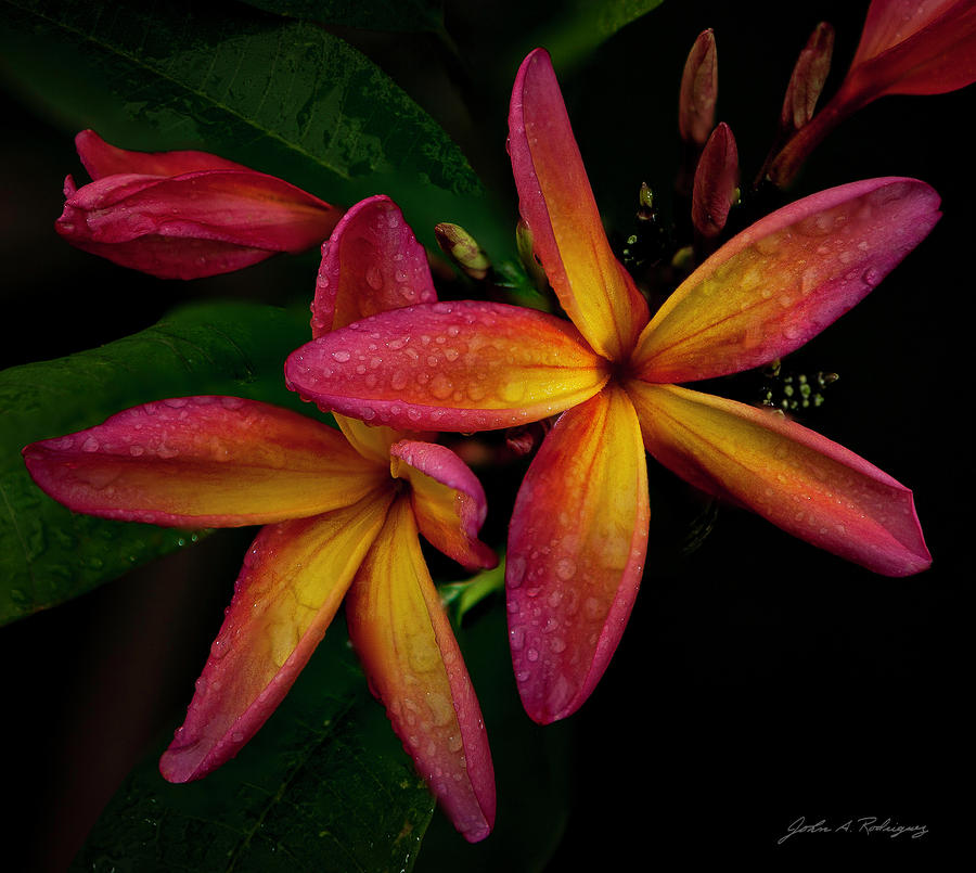 Red/Yellow Plumeria in Bloom Photograph by John A Rodriguez