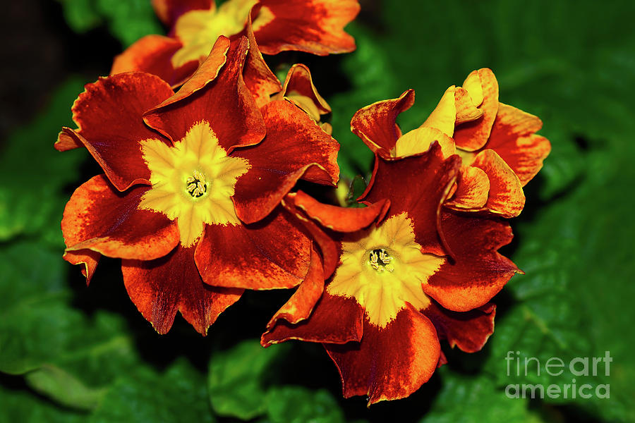 Red Yellow Primula by Kaye Menner Photograph by Kaye Menner