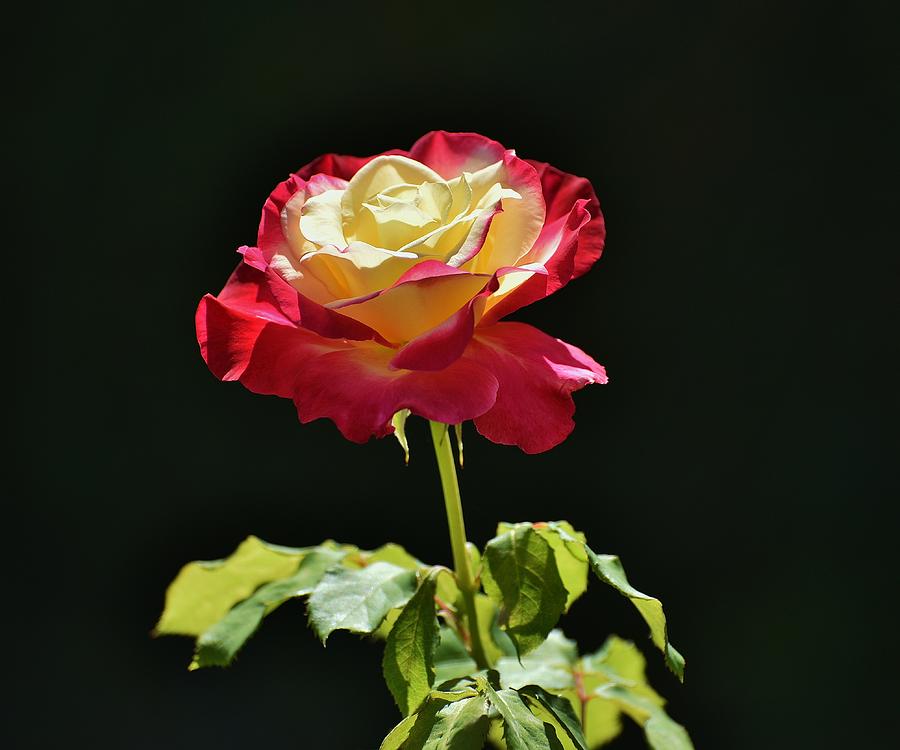 Red Yellow Rose III Photograph by Linda Brody