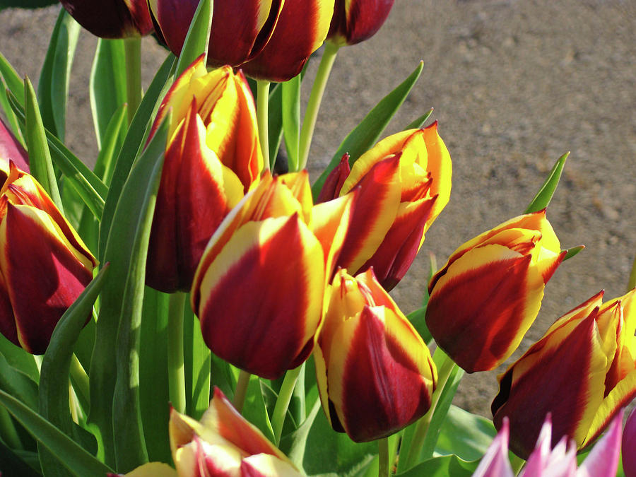 Red Yellow Tulips Flower Garden Baslee Troutman Photograph ...